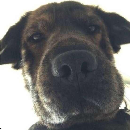 狼狗最新爆料图片表情包,萌态可掬,笑翻网友